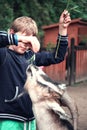 A boy feeds a goat with green grass. Royalty Free Stock Photo