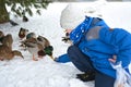 A boy feeds grain to wild ducks in the winter on the snow Royalty Free Stock Photo