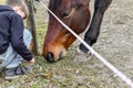 The boy feeds the horse with hay behind the fence Royalty Free Stock Photo