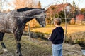 The boy feeds the horse with hay behind the fence Royalty Free Stock Photo