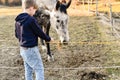 The boy feeds the horse with hay behind the fence Royalty Free Stock Photo