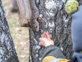 The boy feeds a squirrel with nuts from a hand in the wood Royalty Free Stock Photo