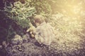 Boy Finds an Easter Bunny Rabbit toy in a Garden - Retro