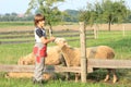 Boy stroking a sheep Royalty Free Stock Photo