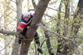 A boy in a funny hat with ears and a red-blue-white jacket climbed a tree. Spring theme. Royalty Free Stock Photo