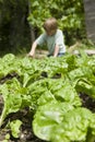 Boy Gardening With Focus On Crops Royalty Free Stock Photo