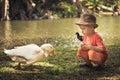 Boy and geese Royalty Free Stock Photo