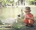 Boy and geese Royalty Free Stock Photo