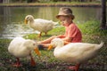 Boy and geese Royalty Free Stock Photo