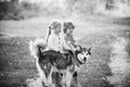 Boy and girl brother and sister traveling away from home. Camping tourism and vacation concept. Kids with dog walking Royalty Free Stock Photo