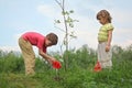 Boy and girl pour on seedling of tree