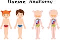 Boy and girl unclothed. Human anatomy for kids