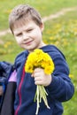 A boy gives a bouquet of dandelions. Yellow dandelions in the child`s hand. Royalty Free Stock Photo