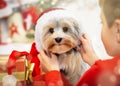 Boy giving present Santa hat to his dog yorkshire terrier for Christmas and New Year. Puppy and boy having fun during.