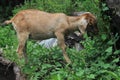 Boy Goat. male goat is eating grass. Male Royalty Free Stock Photo