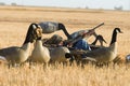 Boy Goose Hunting Royalty Free Stock Photo