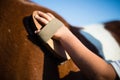 Boy grooming the horse in the ranch Royalty Free Stock Photo