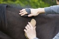 Boy grooming horse Royalty Free Stock Photo