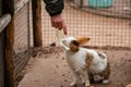 Child feed a rabbit in the petting zoo cabbage