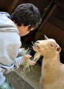 Boy hand feeding goat Royalty Free Stock Photo