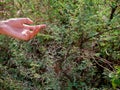 Boy hand presented around thorn tropical plant