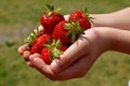 The boy in the hands holds strawberries on the background of green grass Royalty Free Stock Photo