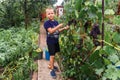 A boy harvests fruit in the garden. ripe grapes