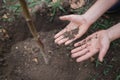 The boy has planted a young tree into the soil. Earth day. Male hands holding the earth. Royalty Free Stock Photo