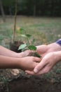 The boy has planted a young tree into the soil. Earth day. Male hands holding the earth. Royalty Free Stock Photo