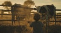 Boy with Hay Feeding Cattle on Farm at Sunset Royalty Free Stock Photo