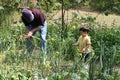 Boy Helping Grandpa In The Garden Royalty Free Stock Photo