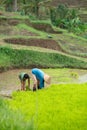 The boy helps an adult with cleaning rice on the field