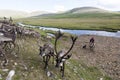 Boy herding reindeer in northern Mongolia