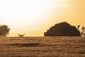 Boy with his arms raised in the background of a cereal field in a sunset with an old stone cabin Royalty Free Stock Photo