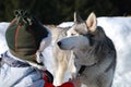 A Boy and his Dog in the Snow Royalty Free Stock Photo