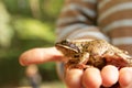 A boy and his frog Royalty Free Stock Photo