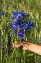 The boy is holding a bouquet of blue cornflowers in a wheat field. Wild flowers Royalty Free Stock Photo