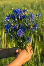 The boy is holding a bouquet of blue cornflowers in a wheat field. Wild flowers Royalty Free Stock Photo