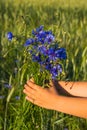 The boy is holding a bouquet of blue cornflowers in a wheat field. Wild flowers Royalty Free Stock Photo