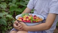 boy holding a bowl of freshly picked raspberries. Selective focus Royalty Free Stock Photo