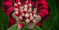 the boy is holding a bunch of freshly picked radishes Royalty Free Stock Photo