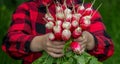 the boy is holding a bunch of freshly picked radishes Royalty Free Stock Photo