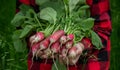 the boy is holding a bunch of freshly picked radishes Royalty Free Stock Photo