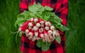 the boy is holding a bunch of freshly picked radishes Royalty Free Stock Photo