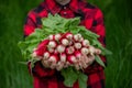 the boy is holding a bunch of freshly picked radishes. selective focus Royalty Free Stock Photo