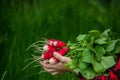 the boy is holding a bunch of freshly picked radishes. selective focus Royalty Free Stock Photo