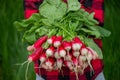 the boy is holding a bunch of freshly picked radishes. selective focus Royalty Free Stock Photo