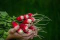 the boy is holding a bunch of freshly picked radishes. selective focus Royalty Free Stock Photo