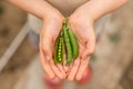 Boy holding fresh green pea pods in hands outdoors. Healthy food concept Royalty Free Stock Photo