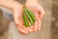 Boy holding fresh green pea pods in hands outdoors. Healthy food concept Royalty Free Stock Photo